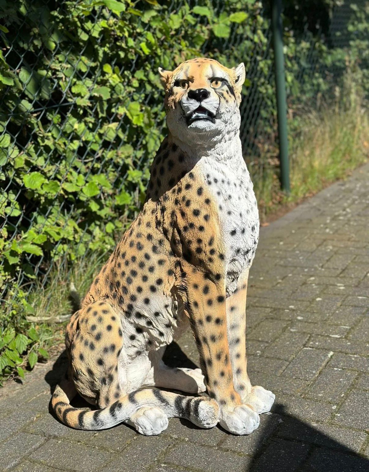 Cheetah - Jachtluipaard - zittend -
