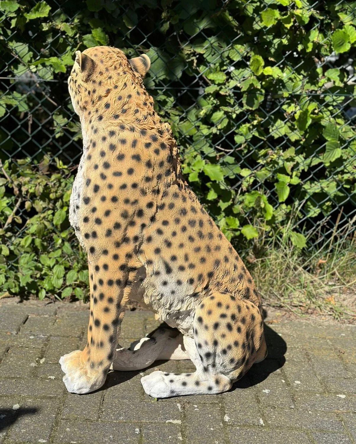 Cheetah - Jachtluipaard - zittend -