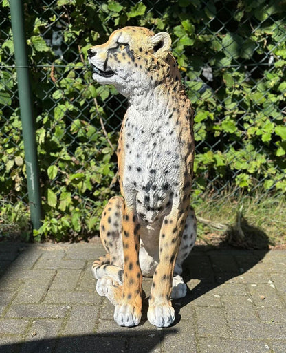 Cheetah - Jachtluipaard - zittend -