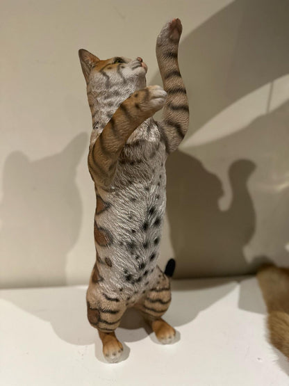 Katten - Poes - Poezen - verschillende modellen