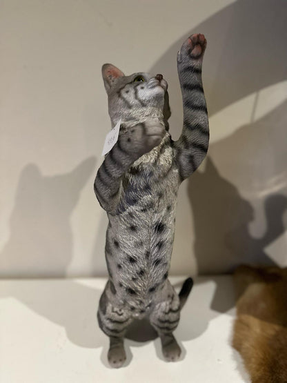Katten - Poes - Poezen - verschillende modellen
