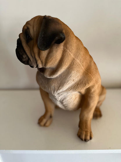 Mopshond - Mops - zittend of staand - zeer mooi - Bruin
