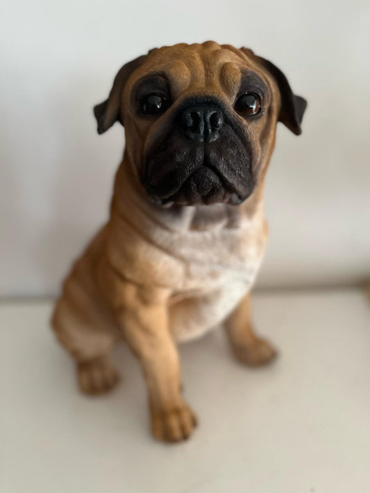 Mopshond - Mops - zittend of staand - zeer mooi - Bruin