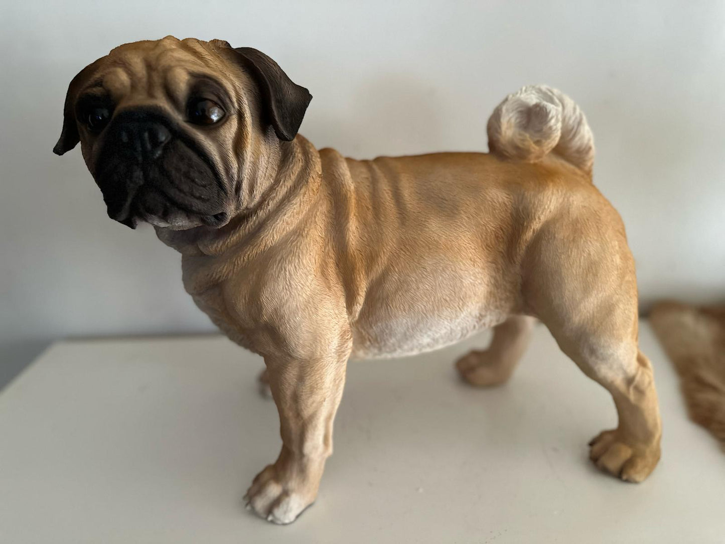 Mopshond - Mops - zittend of staand - zeer mooi - Bruin